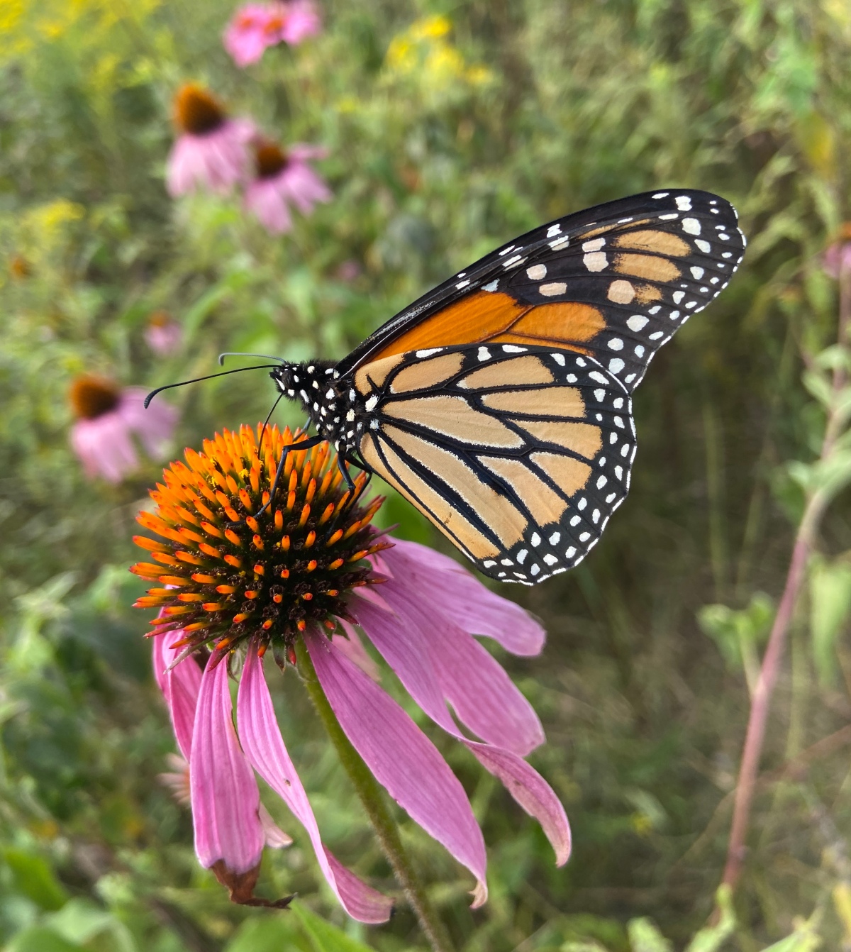 How to help monarch butterflies