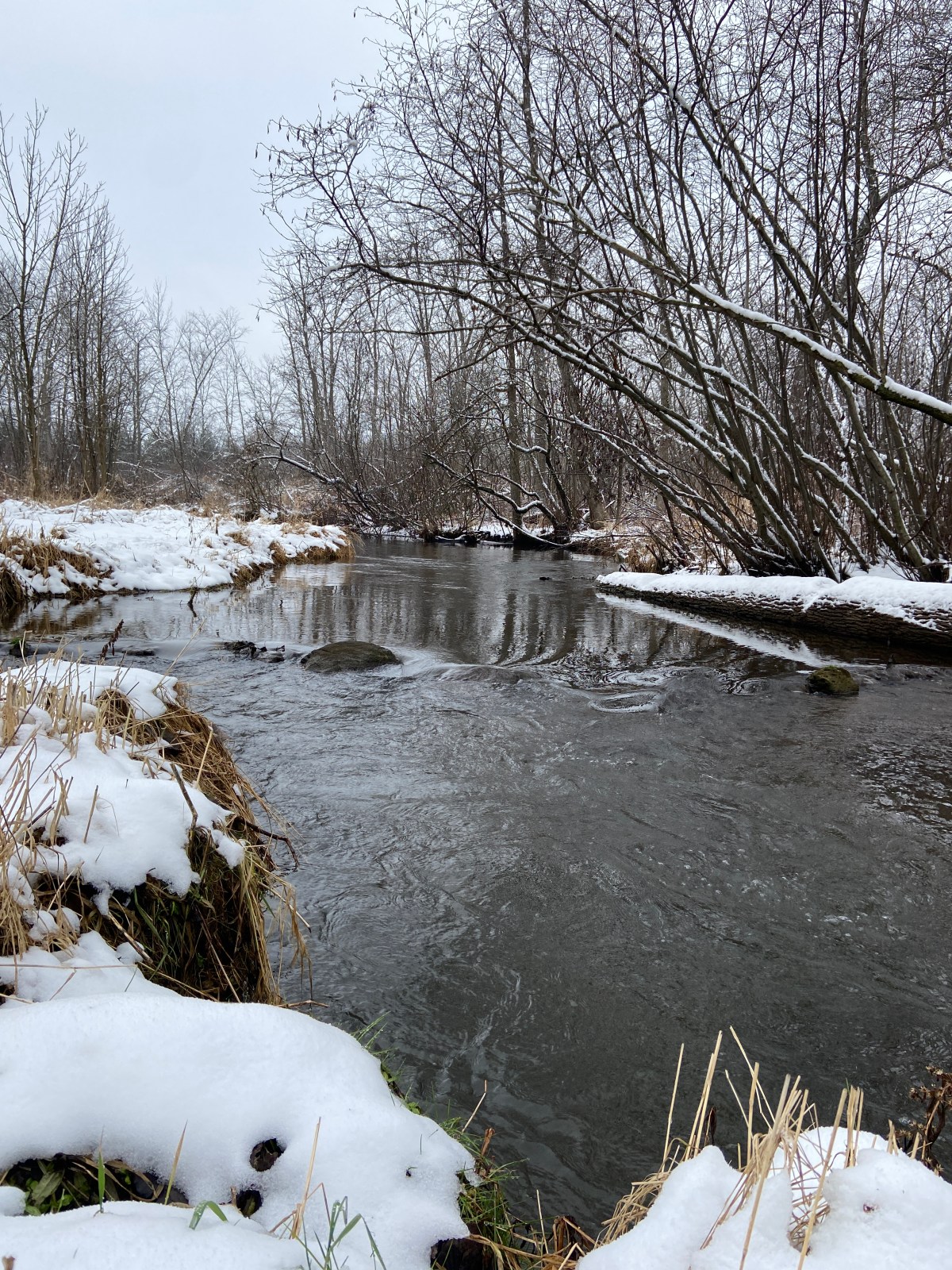 Fly Fishing Reflections