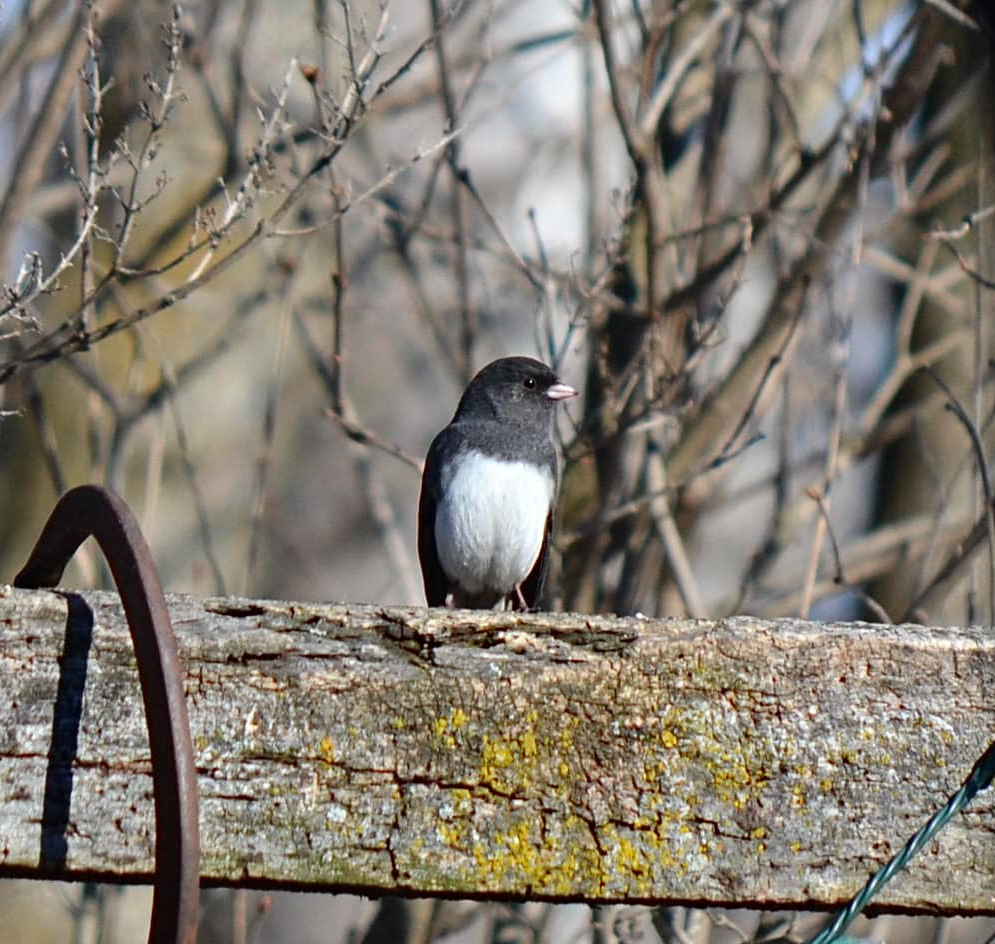 Is it ethical to feed&nbsp;birds?